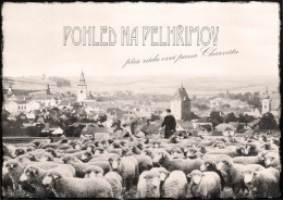 Pohled na Pelhřimov přes záda ovcí pana Charváta.
